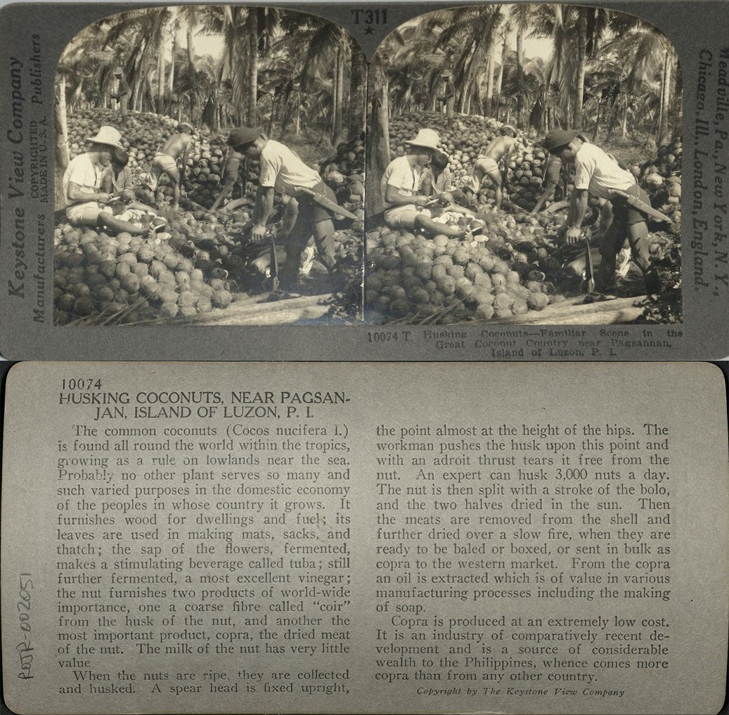 Husking Coconuts – Familiar Scene in the Great Coconut Country near Pagsanjan, Island of Luzon, P. I.